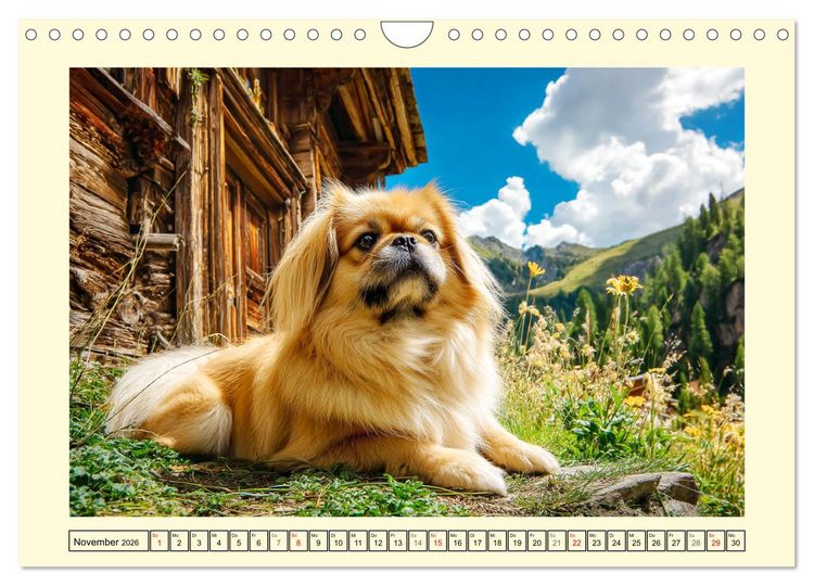 Produktbild: Zauberhafte Pekinesen. Charmante und stolze Hunde zum Verlieben (Wandkalender 2026 DIN A4 quer), CALVENDO Monatskalender