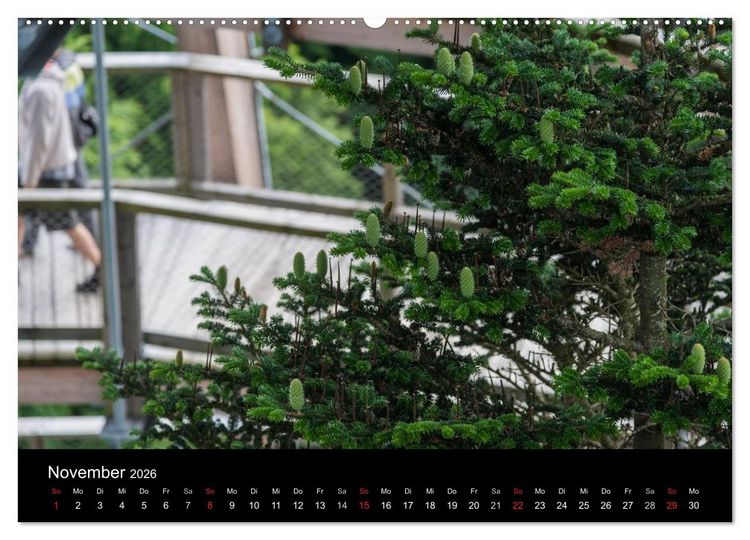 Produktbild: Bayerischer Wald (Wandkalender 2026 DIN A2 quer), CALVENDO Monatskalender