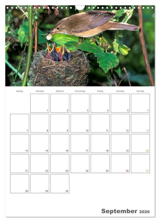 Produktbild: Sperlingsv&ouml;gel an der Schwelle zum Leben (Wandkalender 2026 DIN A3 hoch), CALVENDO Monatskalender