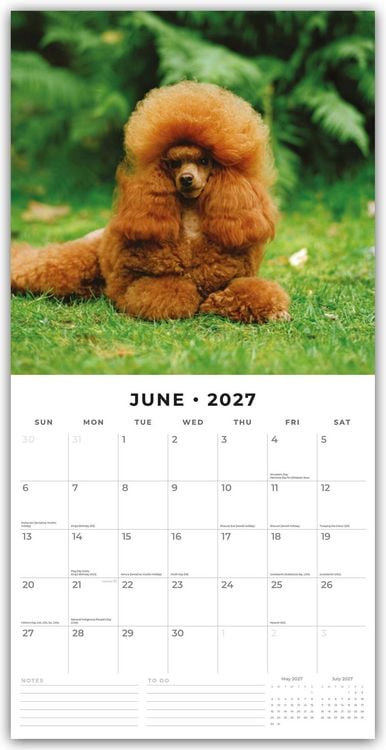 Produktbild: Poodles &ndash; Pudel 2027 &ndash; 16-Monatskalender