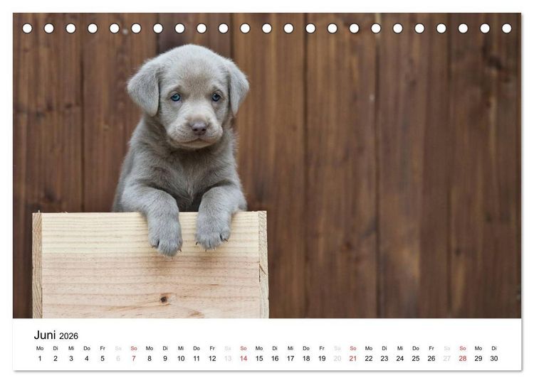 Produktbild: Labrador Welpen (Tischkalender 2026 DIN A5 quer), CALVENDO Monatskalender