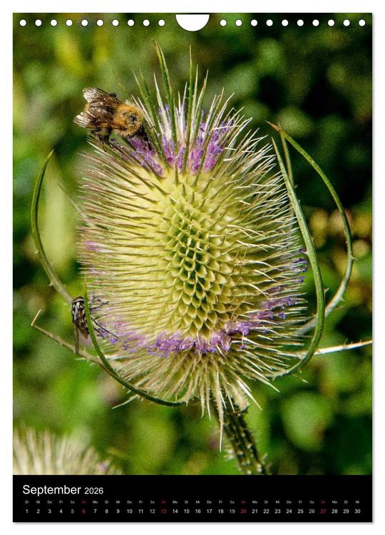 Produktbild: Bienen (Wandkalender 2026 DIN A4 hoch), CALVENDO Monatskalender