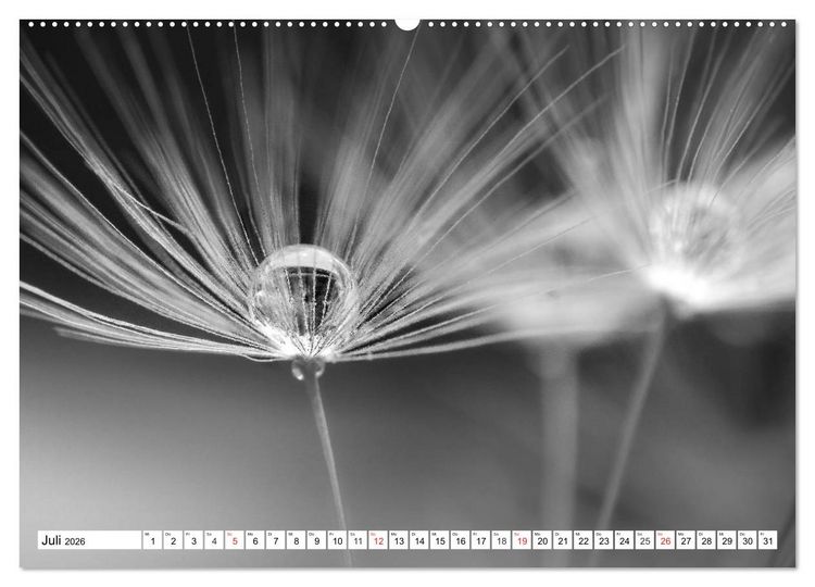 Produktbild: Pusteblumenzauber in schwarzwei&szlig; (Wandkalender 2026 DIN A2 quer), CALVENDO Monatskalender