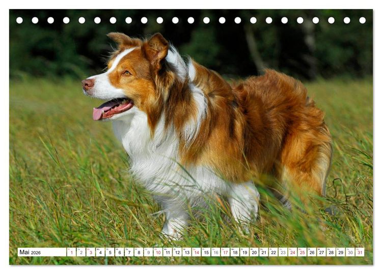 Produktbild: Traumhund Border Collie (Tischkalender 2026 DIN A5 quer), CALVENDO Monatskalender