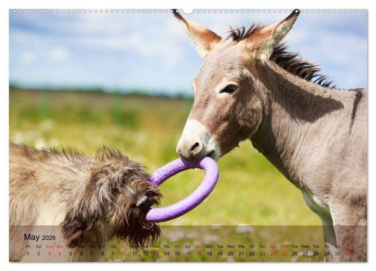 Produktbild: Little Donkey with Friends (High Quality Premium Wall Calendar 2026 DIN A2 landscape),CALVENDO 12 Month Wall Calendar