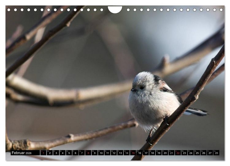 Produktbild: Gartenv&ouml;gel (Wandkalender 2026 DIN A4 quer), CALVENDO Monatskalender