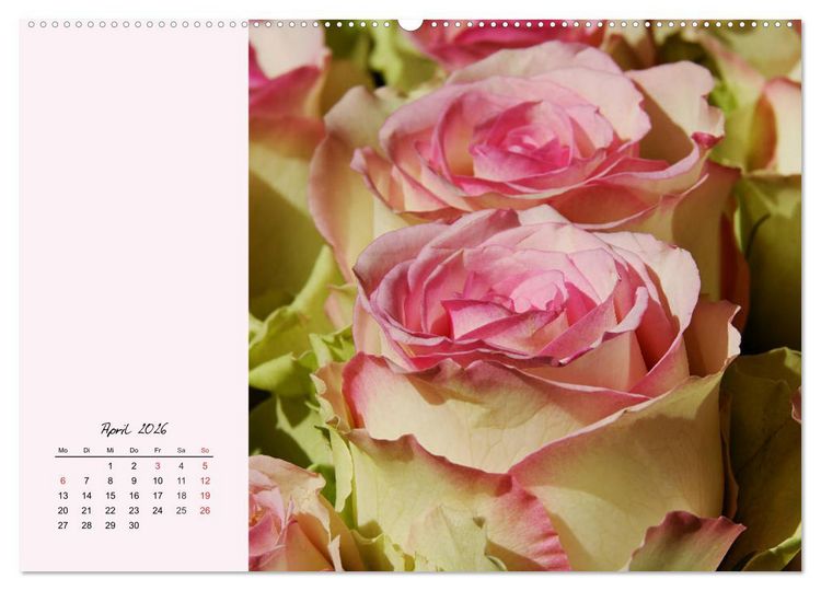Produktbild: Rosen. Charmante und edle K&ouml;niginnen (hochwertiger Premium Wandkalender 2026 DIN A2 quer), Kunstdruck in Hochglanz