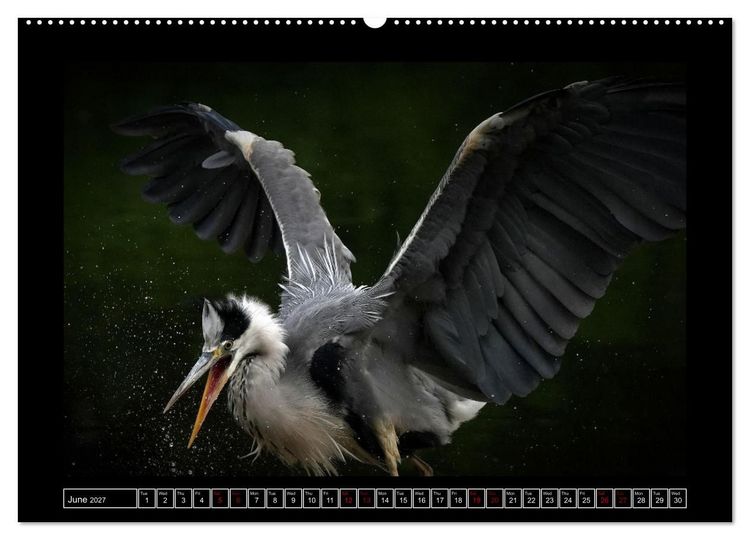 Produktbild: The heron parade (High Quality Premium Wall Calendar 2027 DIN A2 landscape),CALVENDO 12 Month Wall Calendar