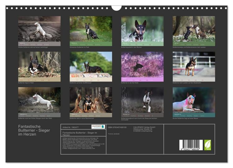 Produktbild: Fantastische Bullterrier - Sieger im Herzen (Wandkalender 2026 DIN A3 quer), CALVENDO Monatskalender