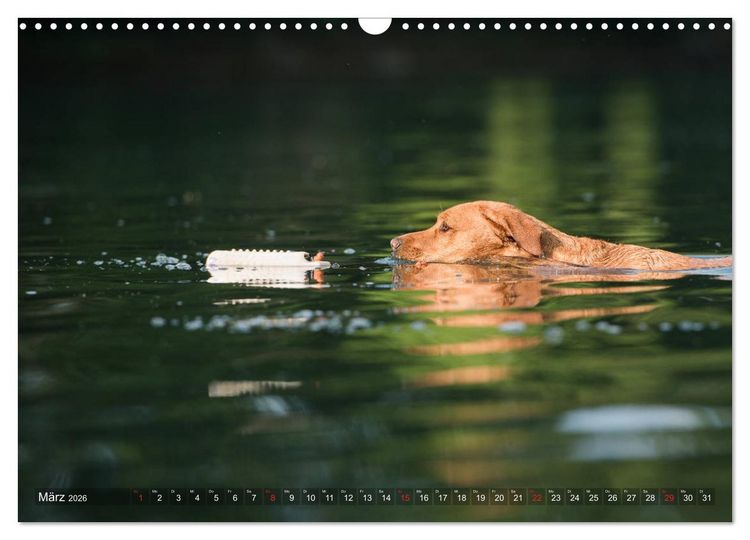 Produktbild: Faszination Labrador - gelb, foxred, schwarz (Wandkalender 2026 DIN A3 quer), CALVENDO Monatskalender