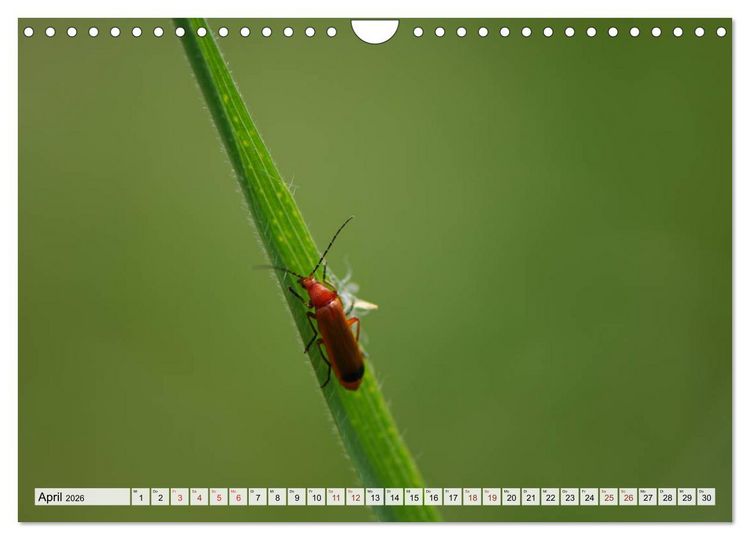 Produktbild: INSEKTEN GANZ NAHE (Wandkalender 2026 DIN A4 quer), CALVENDO Monatskalender