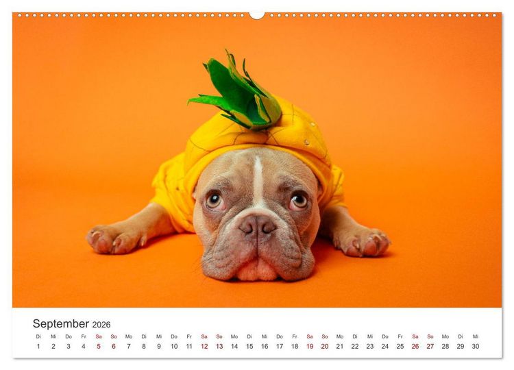 Produktbild: Die Bulldogge Henry (hochwertiger Premium Wandkalender 2026 DIN A2 quer), Kunstdruck in Hochglanz