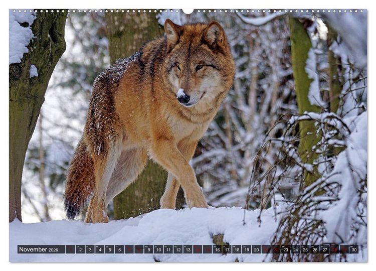 Produktbild: Begegnung mit dem Wolf (Wandkalender 2026 DIN A2 quer), CALVENDO Monatskalender