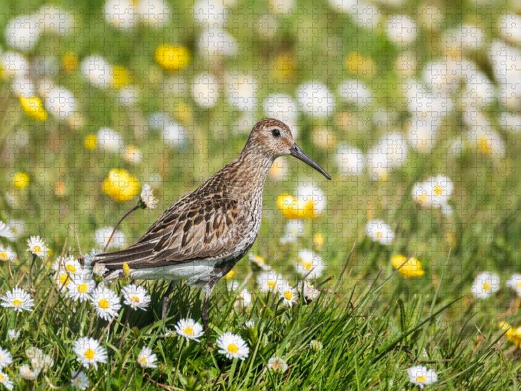 Produktbild: CALVENDO Puzzle Alpenstrandl&auml;ufer im Gras | 1000 Teile Lege-Gr&ouml;&szlig;e 64x48cm Foto-Puzzle f&uuml;r gl&uuml;ckliche Stunden