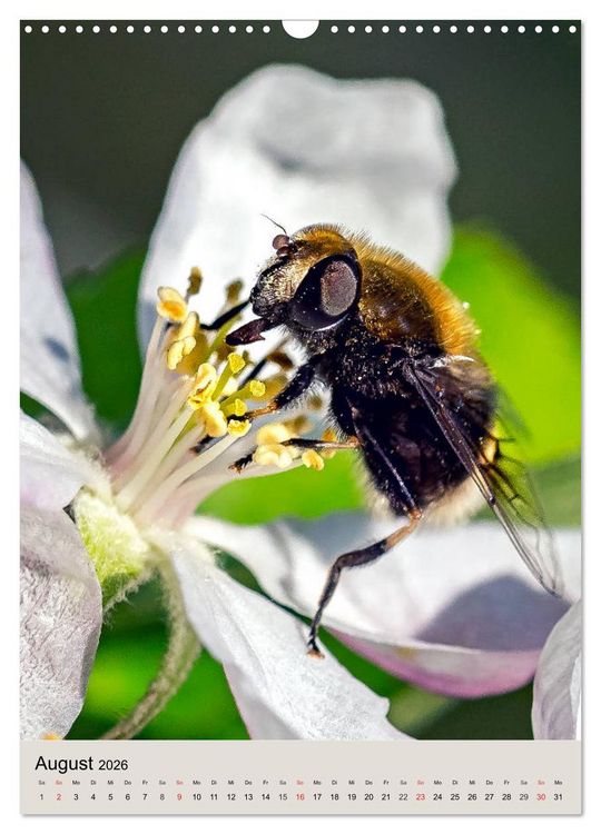 Produktbild: INSEKTENWELT - Heimische N&uuml;tzlinge ganz nah (Wandkalender 2026 DIN A3 hoch), CALVENDO Monatskalender