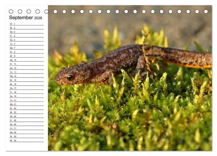 Produktbild: Amphibien und Reptilien (Tischkalender 2026 DIN A5 quer), CALVENDO Monatskalender
