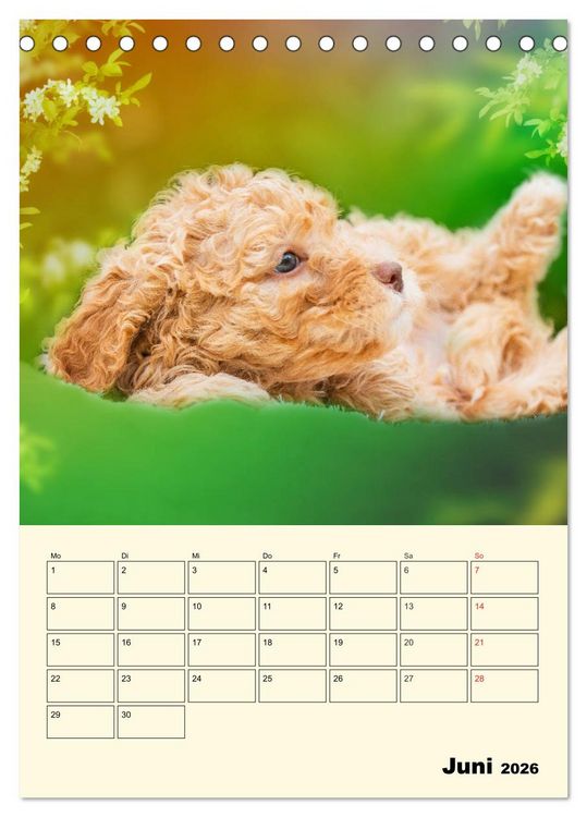 Produktbild: Jahresplaner Lagotto Romagnolo Welpen (Tischkalender 2026 DIN A5 hoch), CALVENDO Monatskalender