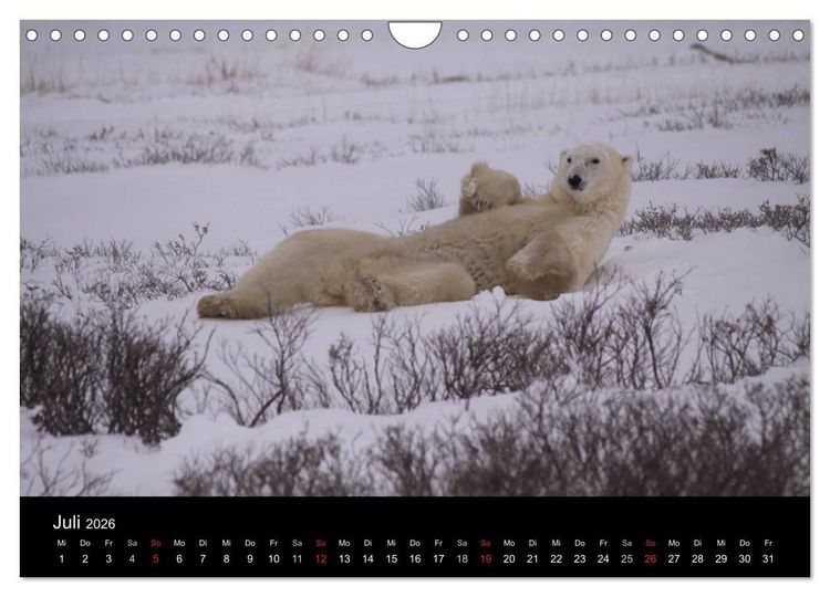 Produktbild: Arktische Tr&auml;ume - Eisb&auml;ren in Kanada (Wandkalender 2026 DIN A4 quer), CALVENDO Monatskalender