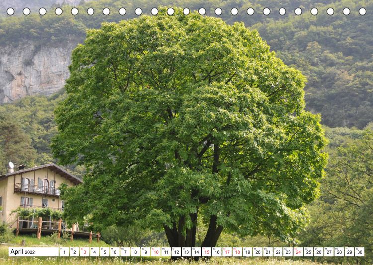 Produktbild: B&auml;ume in Italien (Tischkalender 2022 DIN A5 quer)