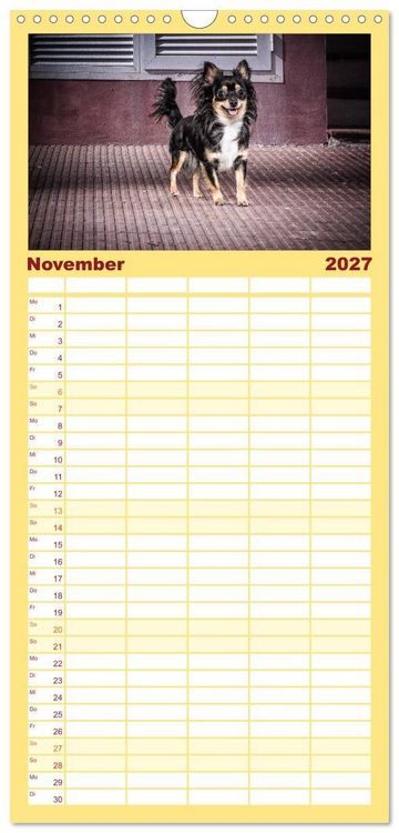 Produktbild: Familienplaner 2027 - Chihuahuas - Cool and Cute mit 5 Spalten (Wandkalender, 21 x 45 cm) CALVENDO