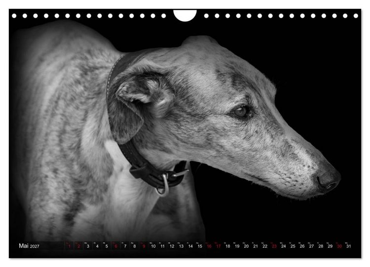 Produktbild: Galgo Espa&ntilde;ol - der spanische Windhund 2027 (Wandkalender 2027 DIN A4 quer), CALVENDO Monatskalender