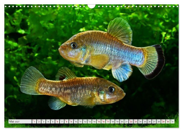 Produktbild: Outdoor-Aquaristik (Wandkalender 2027 DIN A3 quer), CALVENDO Monatskalender