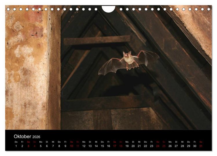 Produktbild: Flederm&auml;use - J&auml;ger der Nacht (Wandkalender 2026 DIN A4 quer), CALVENDO Monatskalender