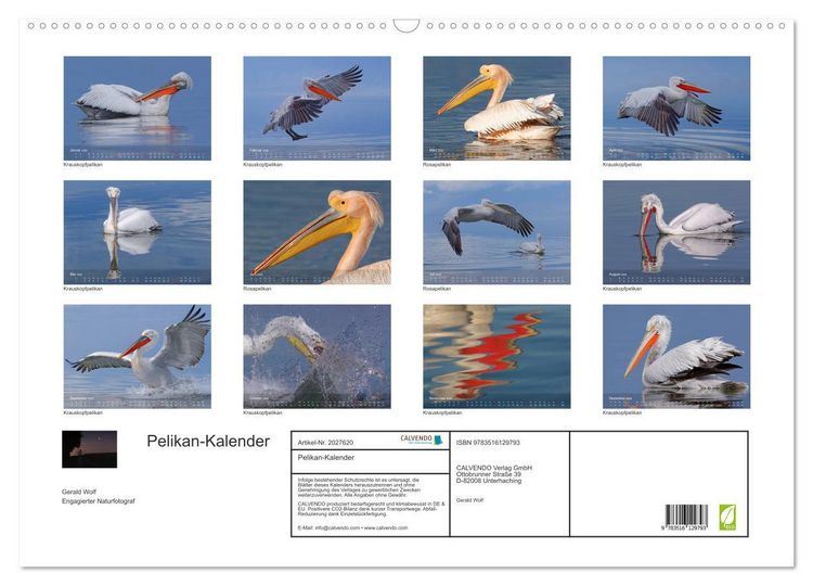 Produktbild: Pelikan-Kalender (Wandkalender 2026 DIN A2 quer), CALVENDO Monatskalender