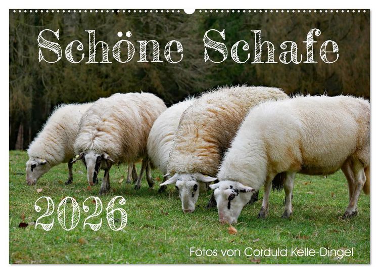 Produktbild: Sch&ouml;ne Schafe (Wandkalender 2026 DIN A2 quer), CALVENDO Monatskalender