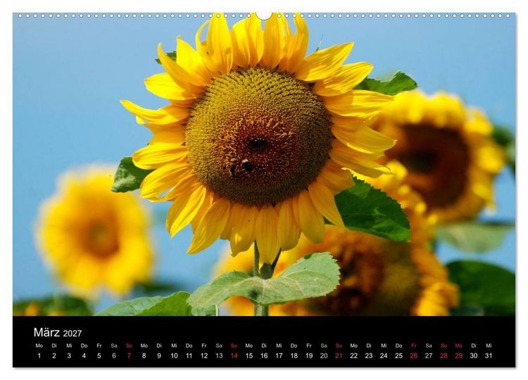 Produktbild: Sonnenblumen (hochwertiger Premium Wandkalender 2027 DIN A2 quer), Kunstdruck in Hochglanz