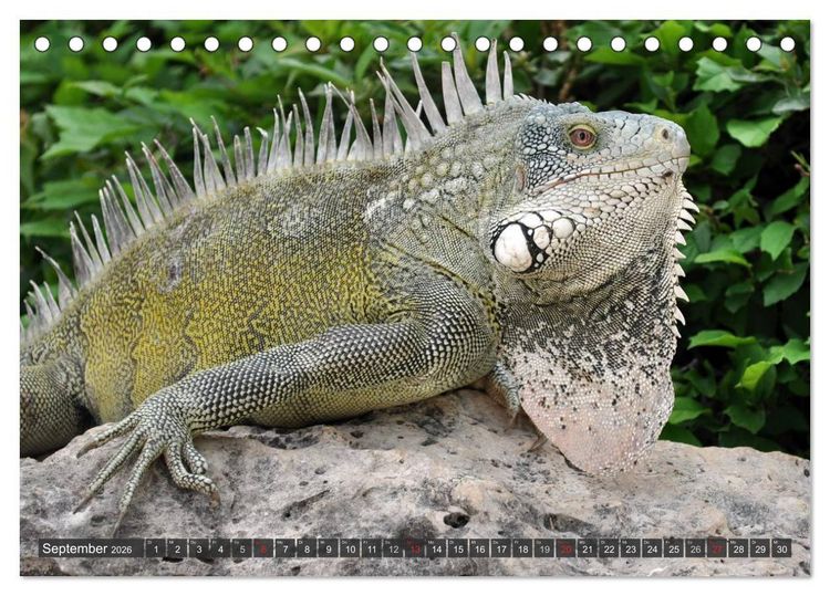 Produktbild: Wilde Fauna - Reptilien (Tischkalender 2026 DIN A5 quer), CALVENDO Monatskalender