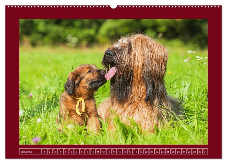 Produktbild: Herz auf vier Pfoten - Briard (Wandkalender 2026 DIN A2 quer), CALVENDO Monatskalender