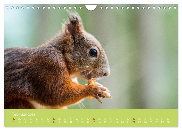 Produktbild: Eichh&ouml;rnchen - die s&uuml;&szlig;en Nussknacker (Wandkalender 2026 DIN A4 quer), CALVENDO Monatskalender