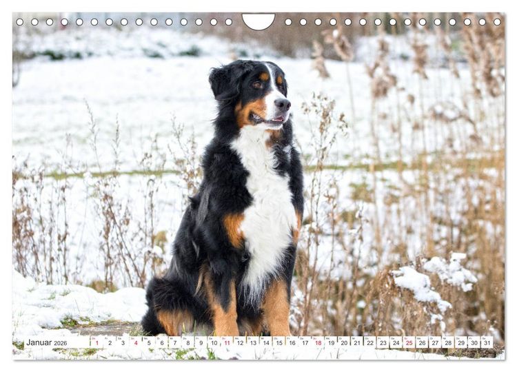 Produktbild: Berner Sennenhunde machen gl&uuml;cklich (Wandkalender 2026 DIN A4 quer), CALVENDO Monatskalender