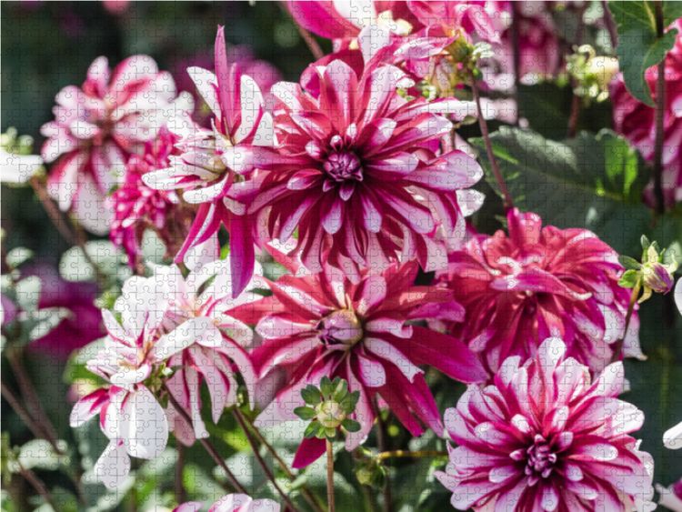 Produktbild: CALVENDO Puzzle Dahlien - Prachtvolle Bl&uuml;ten des Sp&auml;tsommers 1000 Teile Lege-Gr&ouml;&szlig;e 64 x 48 cm Foto-Puzzle Bild von Dieter Meyer