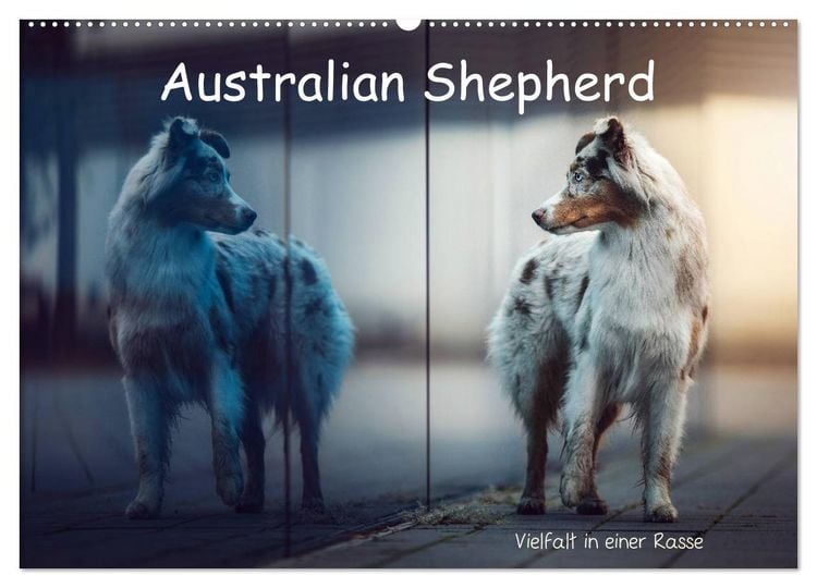 Produktbild: Australian Shepherd - Vielfalt in einer Rasse (Wandkalender 2026 DIN A2 quer), CALVENDO Monatskalender