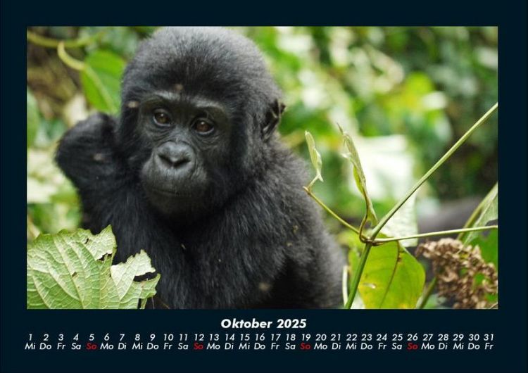 Produktbild: Welt der Affen 2025 Fotokalender DIN A4