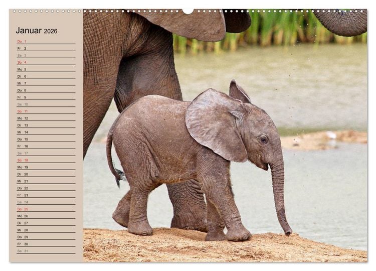 Produktbild: Afrikas wildes Kinderzimmer (Wandkalender 2026 DIN A2 quer), CALVENDO Monatskalender