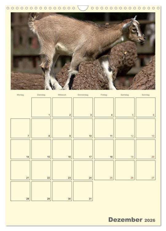 Produktbild: Zwergziegen (Wandkalender 2026 DIN A3 hoch), CALVENDO Monatskalender