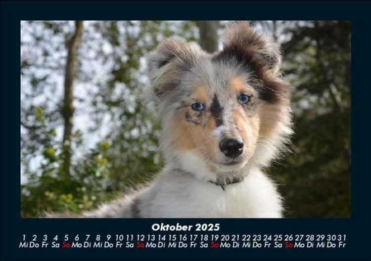 Produktbild: Hundezauber 2025 Fotokalender DIN A5