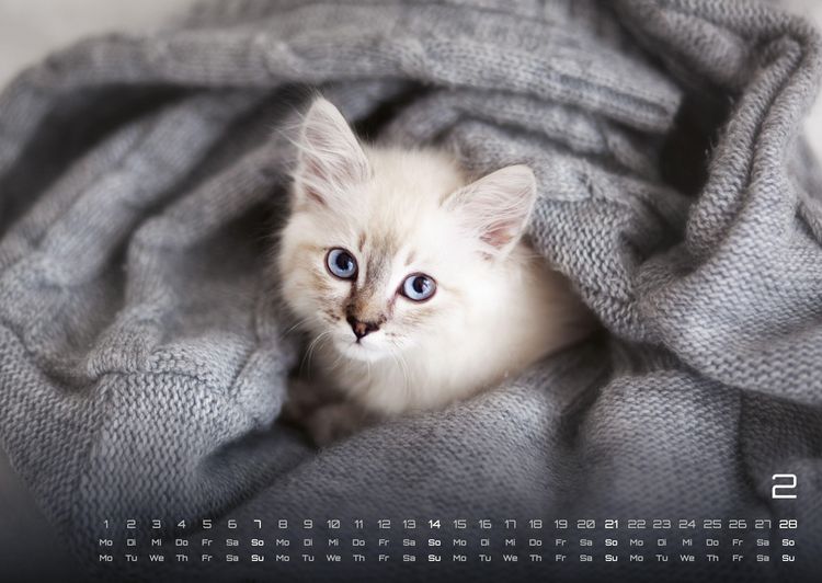 Produktbild: Miau Kids - kleine Tiger ganz gro&szlig; - Der Katzenkalender - 2027 - Kalender DIN A2
