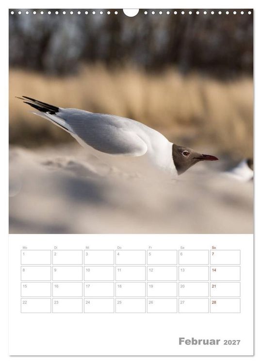 Produktbild: M&ouml;wen - die V&ouml;gel der K&uuml;ste (Wandkalender 2027 DIN A3 hoch), CALVENDO Monatskalender