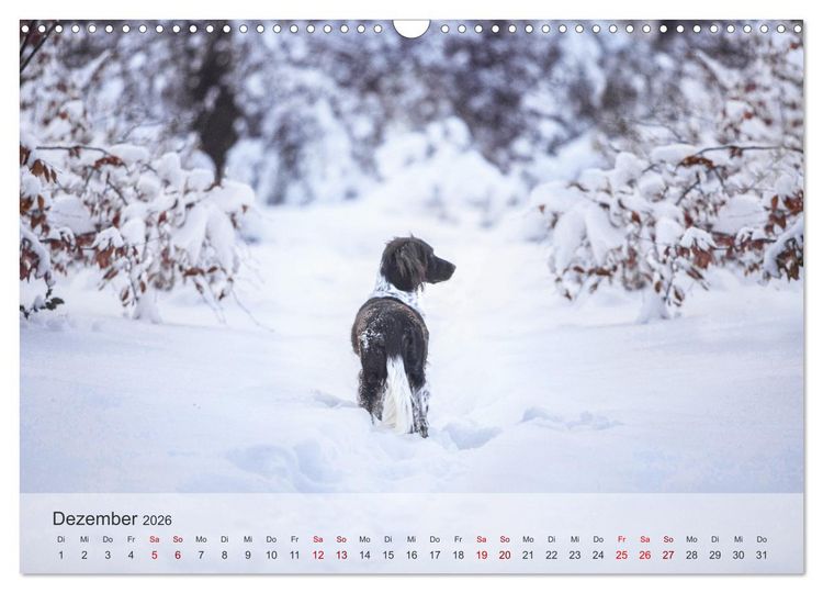 Produktbild: Der kleine M&uuml;nsterl&auml;nder (Wandkalender 2026 DIN A3 quer), CALVENDO Monatskalender