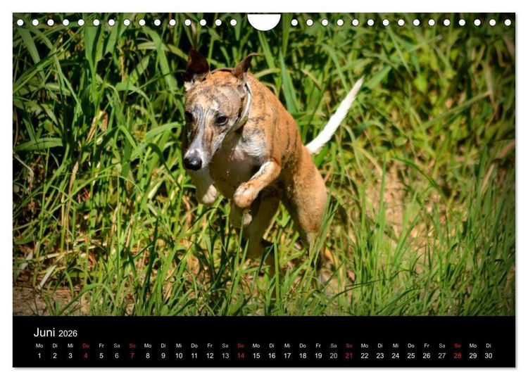 Produktbild: Whippets in Aktion (Wandkalender 2026 DIN A4 quer), CALVENDO Monatskalender