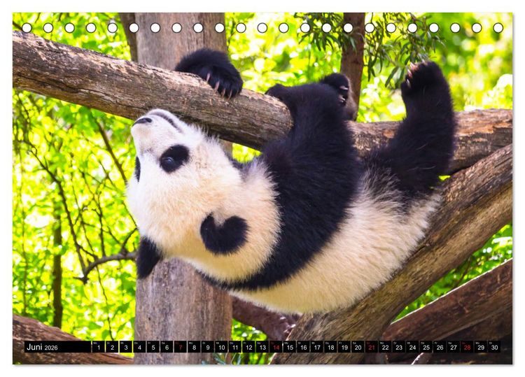 Produktbild: Pandab&auml;r Babys (Tischkalender 2026 DIN A5 quer), CALVENDO Monatskalender