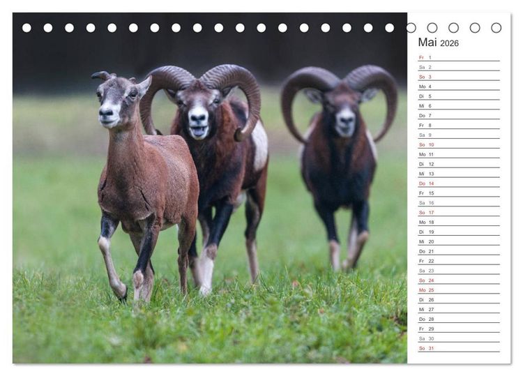 Produktbild: Emotionale Momente: Muffelwild. (Tischkalender 2026 DIN A5 quer), CALVENDO Monatskalender