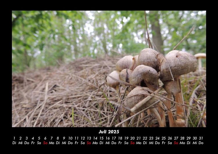 Produktbild: Waldzauber 2025 Fotokalender DIN A3