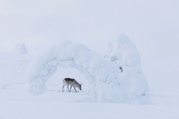 Produktbild: Ailos Reise (Pr&auml;dikat: Wertvoll)