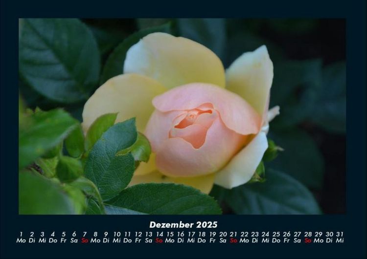 Produktbild: Blumenkalender 2025 Fotokalender DIN A4