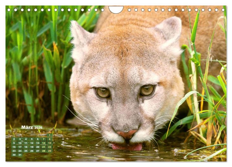 Produktbild: Puma: Auf leisen Pfoten (Wandkalender 2026 DIN A4 quer), CALVENDO Monatskalender